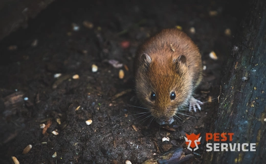 Дератизация в Малоярославце